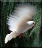 white bird (with branch)