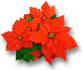 Poinsettia