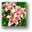 Lilies