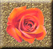 Rose (gold)