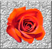 Rose (platinum)